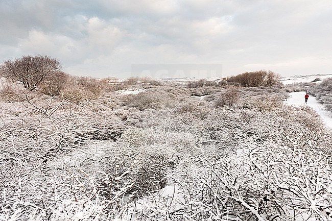 Woman running along snow-covered shrubs at Nationaal Park Hollandse Duinen stock-image by Agami/Marc Guyt,