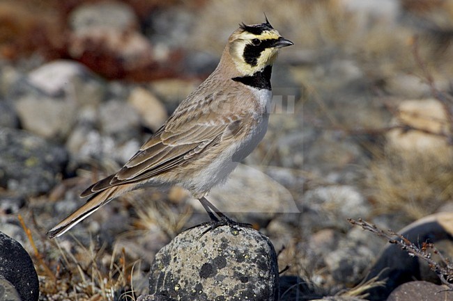 Strandleeuwerik; Horned Lark stock-image by Agami/Daniele Occhiato,