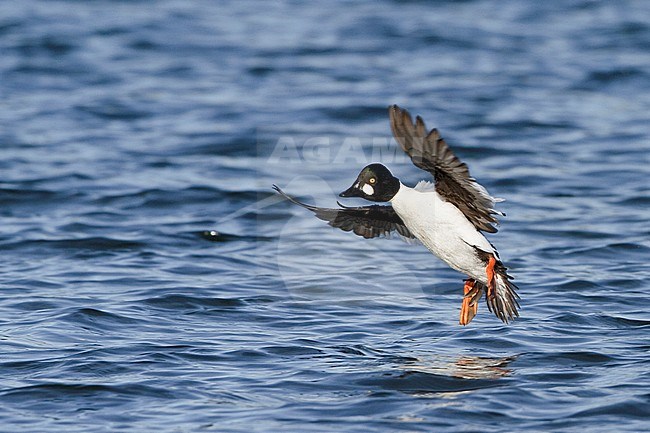 Common Goldeneye (Bucephala clangula) flying in Victoria, BC, Canada. stock-image by Agami/Glenn Bartley,