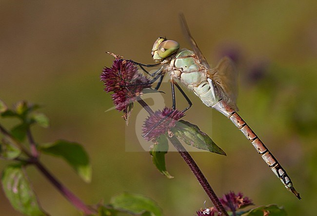 Adult male Vagrant Emperor (Anax ephippiger) perched on Water Mint (Mentha aquatica) at the Millingerwaard in the Netherlands. stock-image by Agami/Fazal Sardar,