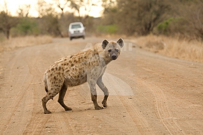 Gevlekte Hyena op de weg; Spotted Hyena on the road stock-image by Agami/Marc Guyt,