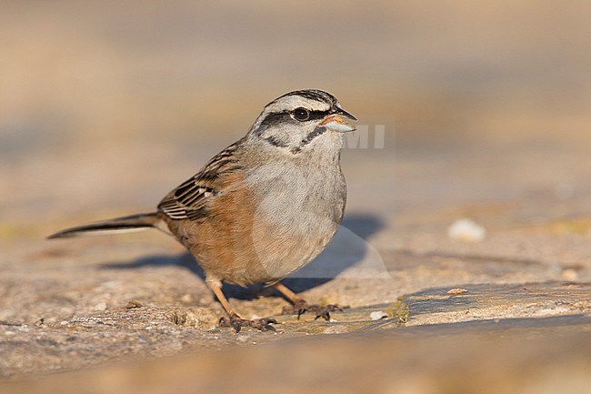 Rock Bunting -Zippammer - Emberiza cia ssp. cia, Spain, adult male stock-image by Agami/Ralph Martin,