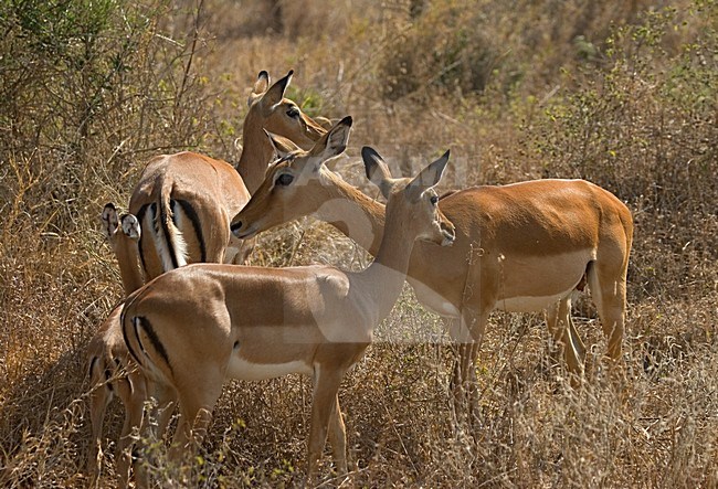 impala group; impala groep stock-image by Agami/Roy de Haas,