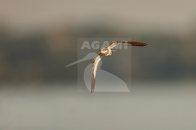 Sand-colored Nighthawk (Chordeiles rupestris) in flight on a beach on an island in the Amazon river in Colombia. Frontal view. stock-image by Agami/Rafael Armada,