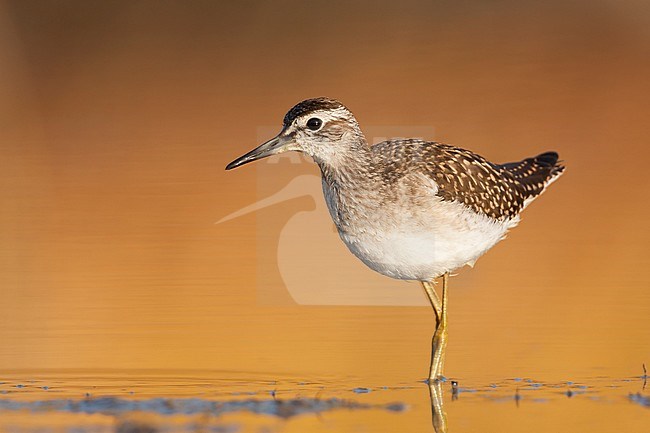 Bosruiter, Wood Sandpiper, Tringa glareola Greece, 1st cy stock-image by Agami/Ralph Martin,