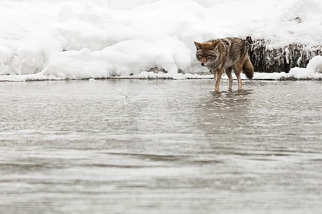 Coyote (Canis latrans) hunting in river in snow-covered Yellowstone National Park stock-image by Agami/Caroline Piek,