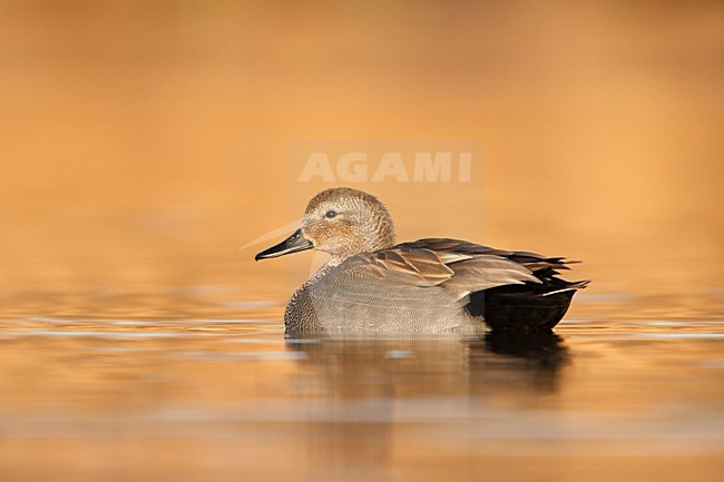 krakeend man in gouden uurtje; Gadwall male in golden hour; Schnatterente; Anas strepera stock-image by Agami/Walter Soestbergen,