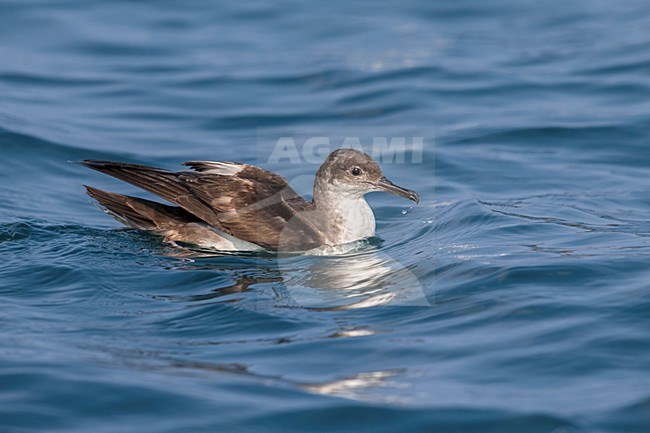 Yelkouanpijlstormvogel in de vlucht; Yelkouan Shearwater in flight stock-image by Agami/Daniele Occhiato,