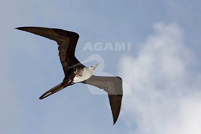 vliegende Amerikaanse fregatvogel; flying Fregata magnificens stock-image by Agami/Chris van Rijswijk,