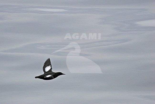 Black Guillemot (Cepphus grylle) during artctic summer in Svalbard, arctic Norway. stock-image by Agami/Pete Morris,