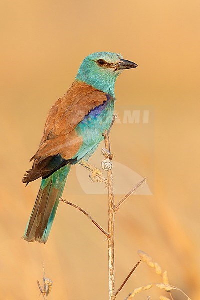 European Roller (Coracias garrulus), adult female perched on a dead stem, Campania, Italy stock-image by Agami/Saverio Gatto,