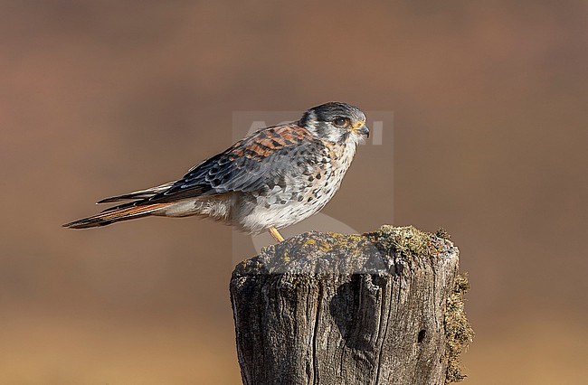 Male American Kestrel (Falco sparverius cinnamominus) in southern Argentina. stock-image by Agami/Marc Guyt,