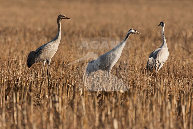 Kraanvogels tijdens de najaarstrek, Common Cranes during migration stock-image by Agami/Wil Leurs,