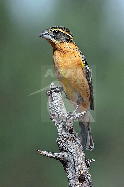 1st fall male
Pima Co., AZ
June 2009 stock-image by Agami/Brian E Small,