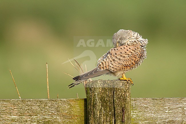 Torenvalk is aan het poetsen; Common Kestrel cleaning the feathers; stock-image by Agami/Walter Soestbergen,