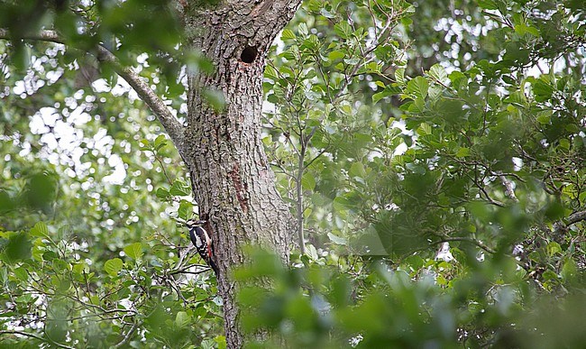 Great Spotted Woodpecker sitting before nest stock-image by Agami/Theo Douma,