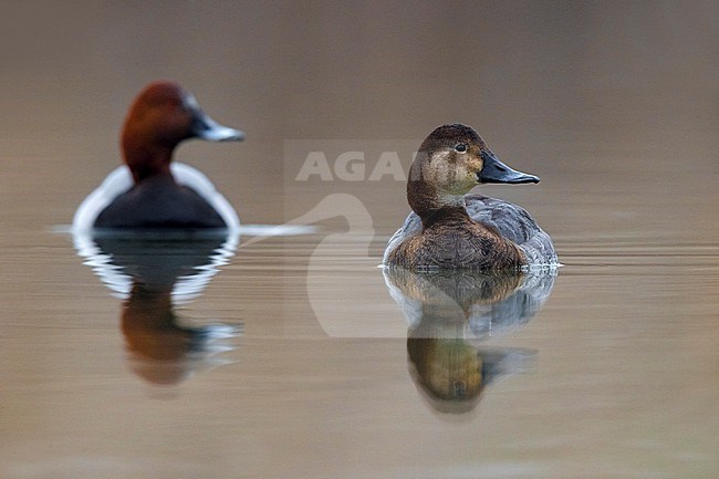 Swimming Common Pochards, Aythya ferina, in Italy. stock-image by Agami/Daniele Occhiato,