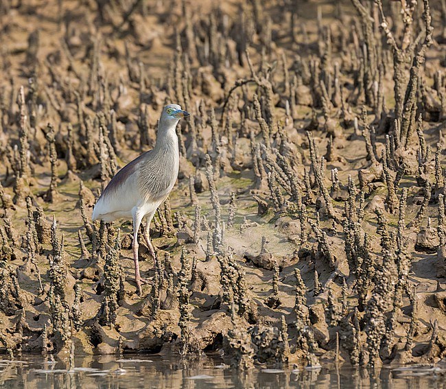 Adult iIndian Pond Heron (Ardeola grayii) in Iran. stock-image by Agami/Pete Morris,