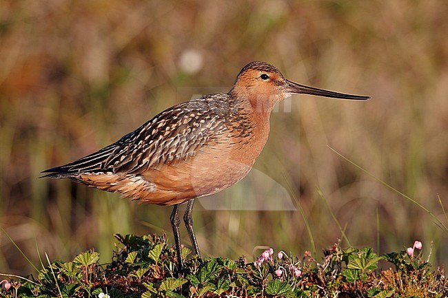 Rosse Grutto, Bar-tailed Godwit stock-image by Agami/Markus Varesvuo,