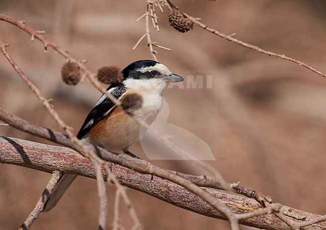 Mannetje Maskerklauwier; Male Masked Shrike stock-image by Agami/Markus Varesvuo,