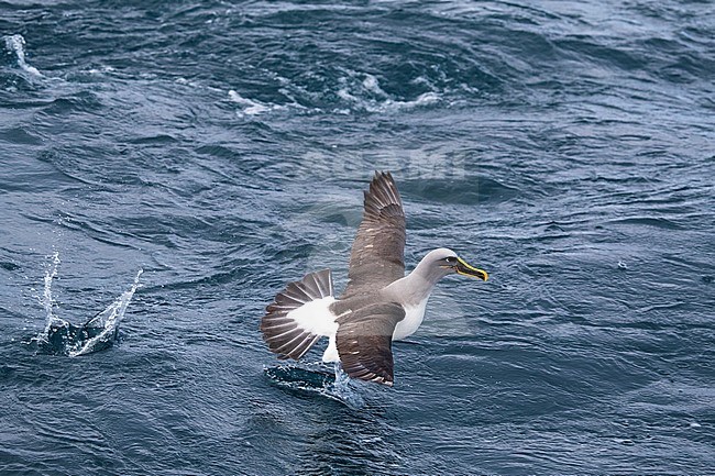 Adult Northern Buller's Albatross (Thalassarche bulleri platei) at sea off the Chatham Islands, New Zealand. Running over the ocean surface with wings and tail outstretched. stock-image by Agami/Marc Guyt,