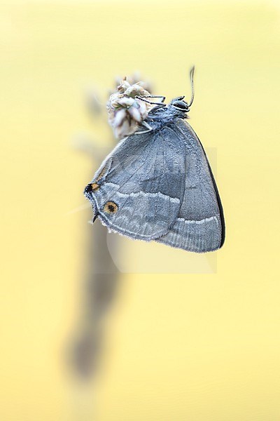 Female Purple Hairstreak stock-image by Agami/Wil Leurs,