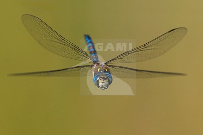 Vliegende Paardenbijter, Migrant Hawker in flight stock-image by Agami/Daniele Occhiato,