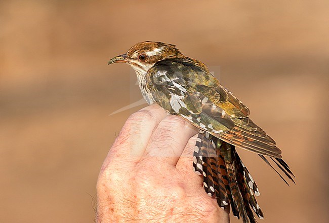 Immature Diederik Cuckoo, Chrysococcyx caprius, caught in Israel. stock-image by Agami/Yoav Perlman,