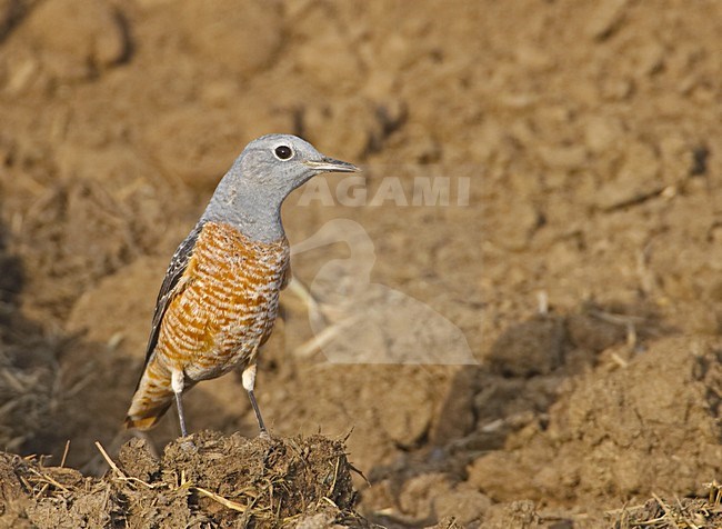 Rufous-tailed Rock Thrush adult male standing; Rode Rotslijster volwassen man staand stock-image by Agami/Jari Peltomäki,