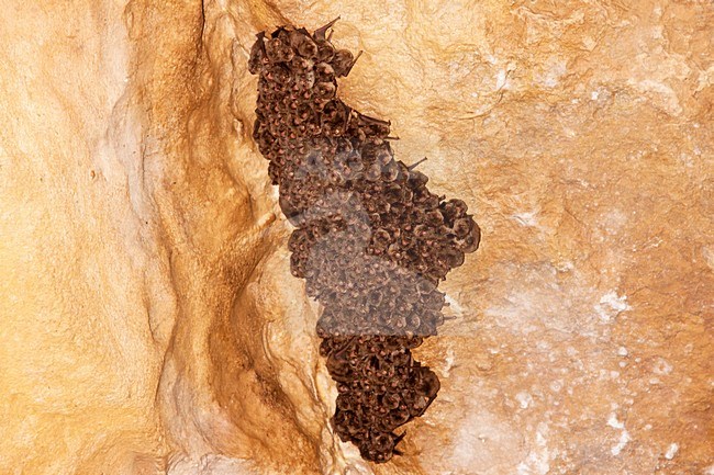 Langvleugelvleermuis, Schreiber\'s Bat, Miniopterus schreibersii stock-image by Agami/Theo Douma,