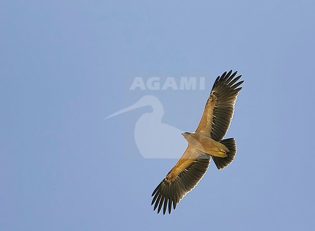 Greater Spotted Eagle juv. pale morph (Aquila clanga) Sultanate of Oman November 2004 stock-image by Agami/Markus Varesvuo,