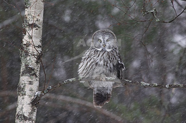 Laplanduil zittend op een tak; Great Grey Owl perched on branch stock-image by Agami/Jari Peltomäki,