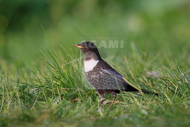 Beflijster ondersoort alpestris; Ring Ouzel subspecies alpestris stock-image by Agami/Chris van Rijswijk,