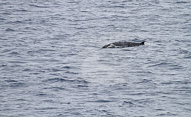 Beaked Whale spec stock-image by Agami/Pete Morris,