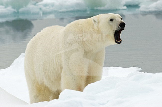 Polar Bear adult man  yawning;IJsbeer volwassen man gapend stock-image by Agami/Roy de Haas,