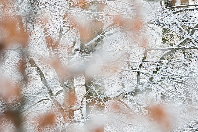 Black Forest, Baden-Württemberg, Germany, during winter. stock-image by Agami/Ralph Martin,