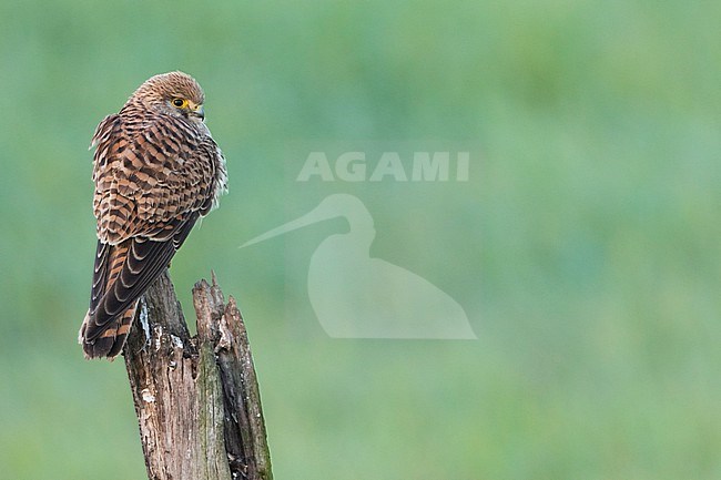 Common Kestrel - Turmfalke - Falco tinnunculus ssp. tinnunculus, Spain (Andalucia), 2nd cy. stock-image by Agami/Ralph Martin,