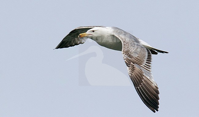 Second-summer Caspian Gull (Larus cachinnans) in flight in the Netherlands, showing upper wing. stock-image by Agami/Edwin Winkel,