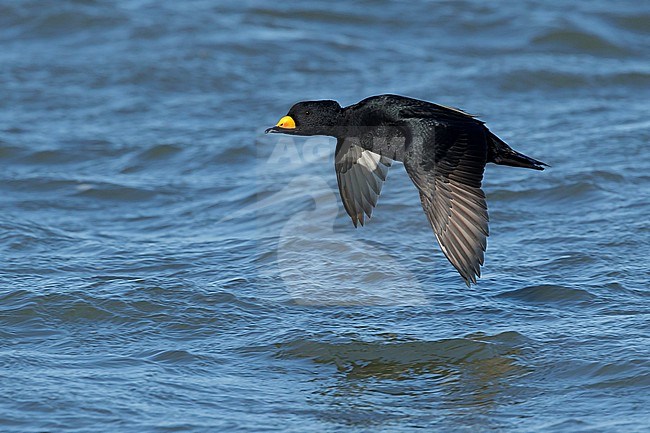 Adult male Black Scoter (Melanitta americana) in flight over Atlantic Ocean, Ocean County, New Jersey, USA. stock-image by Agami/Brian E Small,