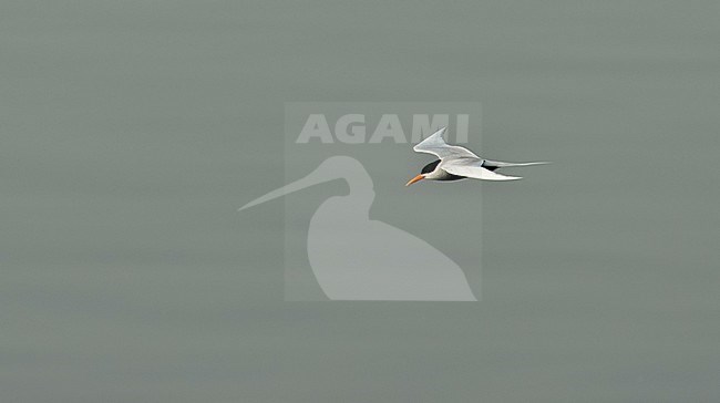 Vliegende Zwartbuikstern; Flying Black-bellied Tern (Sterna acuticauda) stock-image by Agami/Marc Guyt,