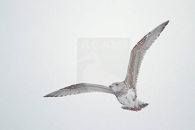 1st Winter European Herring Gull (Larus argentatus argentatus) flying against a white sky in north Norway. Showing underwing. stock-image by Agami/Ralph Martin,