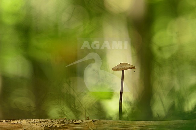  stock-image by Agami/Rob de Jong,