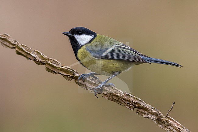 Koolmees; Great Tit stock-image by Agami/Daniele Occhiato,