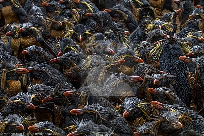 Noordelijke Rotsspringers besmeurd met olie, Northern Rockhopper Penguins with oil stock-image by Agami/Menno van Duijn,