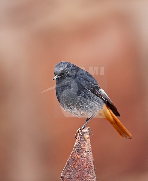 Mannetje Zwarte Roodstaart; Male Black redstart stock-image by Agami/Markus Varesvuo,