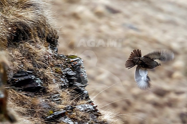 Adult female Caucasian Black Grouse flying over slopes of Kazbegi mountain, Georgia. May 2007. stock-image by Agami/Vincent Legrand,