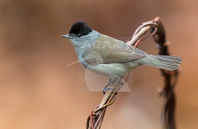 Male Blackcap (Sylvia atricapilla) in Italy. Perched on a twig. stock-image by Agami/Daniele Occhiato,