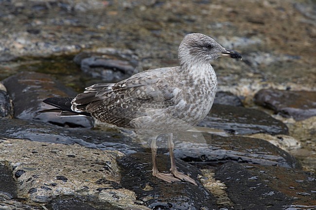 Gabbiano reale; Yellow-legged Gull; Larus michahellis atlantis stock-image by Agami/Daniele Occhiato,