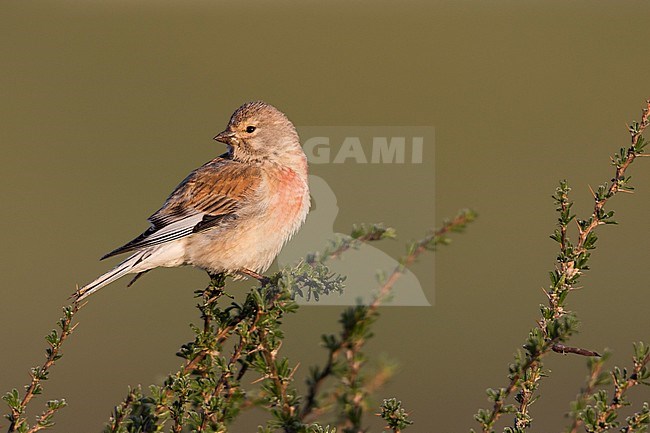 Linnet - Bluthänfling - Carduelis cannabina ssp. bella, Kyrgyzstan, adult male stock-image by Agami/Ralph Martin,