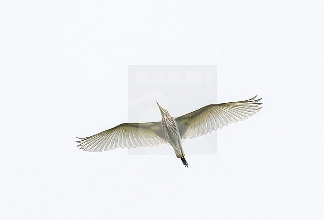 Chinese Pond Heron, Ardeola bacchus, during autumn migration in Thailand. stock-image by Agami/Ian Davies,